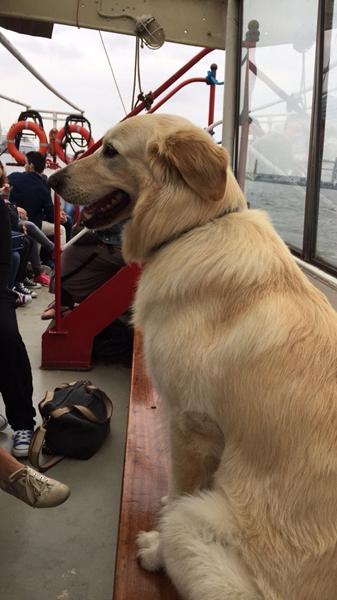 Up date på "turen går til Tyskland med hund"