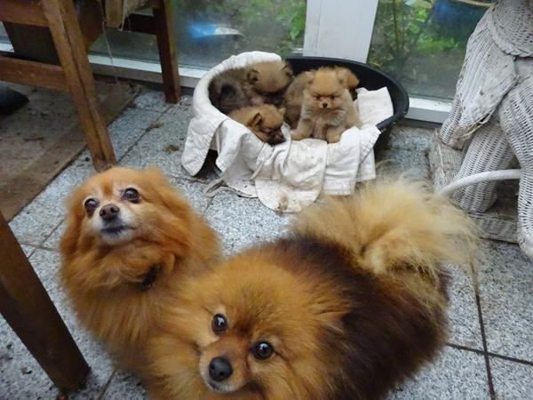 Blondie har 10 års fødselsdag.....