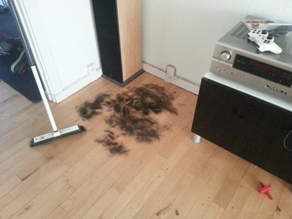 Chinese crested Rottweiler mix