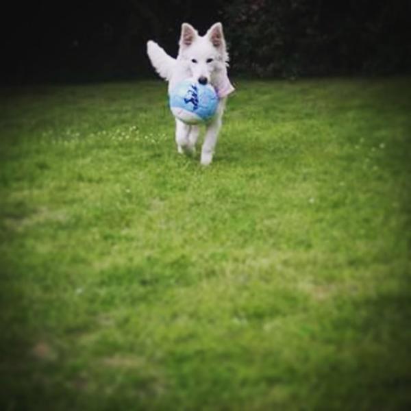 Hunde møde i weekenderne?  