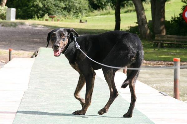 Hund løbet væk (Ballerup/Måløv/Smørum)