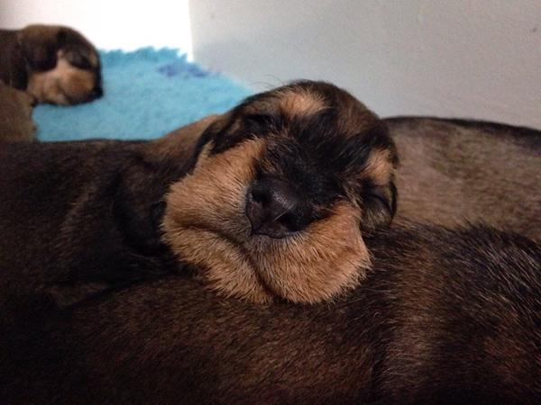 ADVARSEL! Cuteness overload