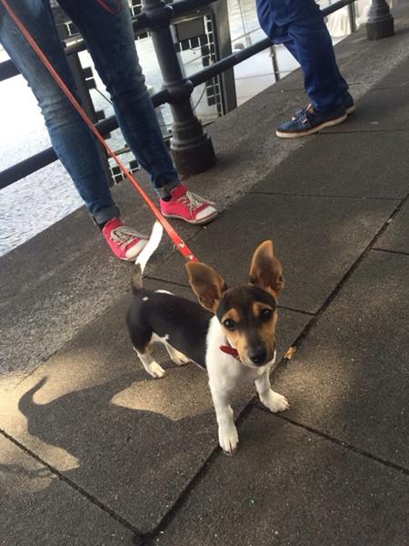 Spørgsmål til race 