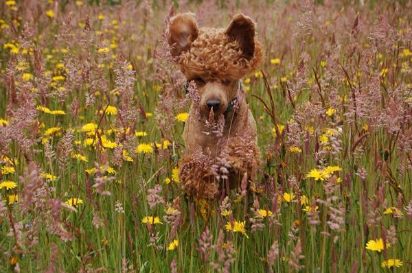 Poodle retriever