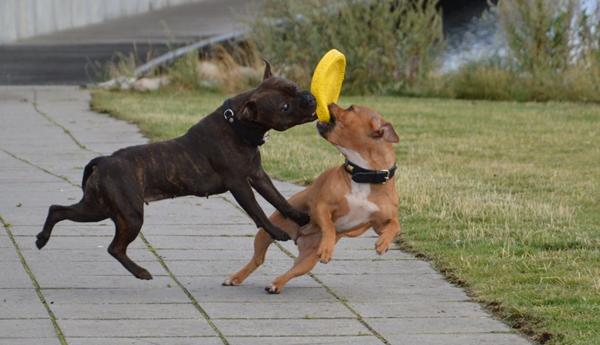 Køb af hus - overvejelser i forhold til hund