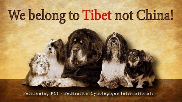 KINA og FCI og Tibetanske racer