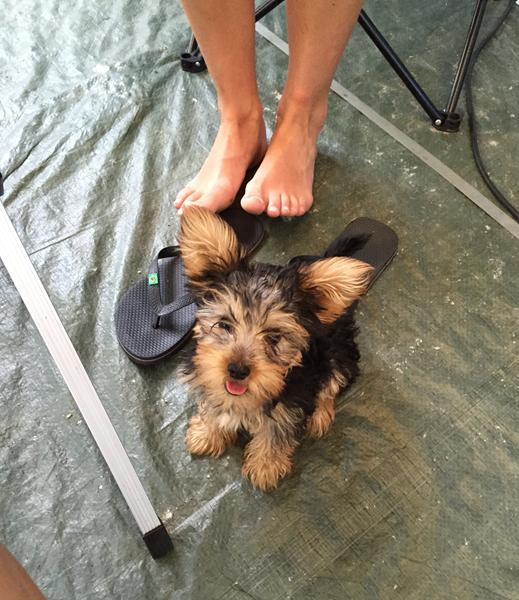 Hvilken race er hunden? 