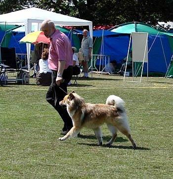 Ringtræning Mosede/Greve efterårsopstart !