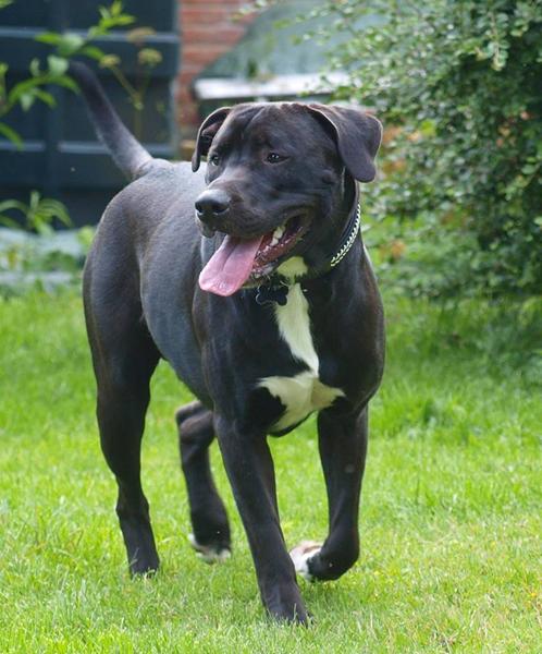 Helt sort grip / non slip-snor?