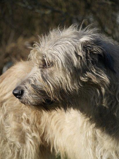 Løb frit Falkor, min lykkedrage 