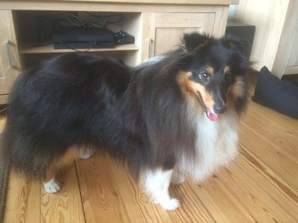 Pels, sheltie