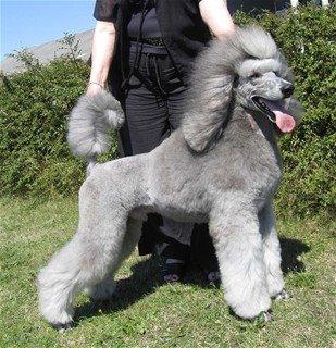 Pudlens dårlige rygte...?