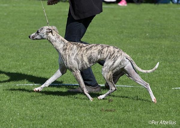 FCI Euro sighthound 22-23 august, mynder på Broholm