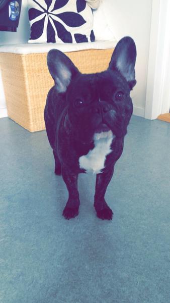 Hundepsykolog