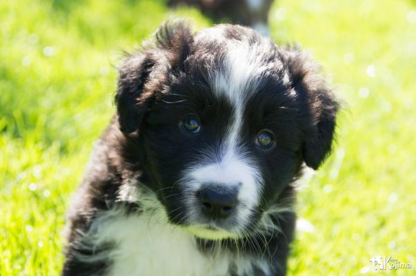 He he kik hvis I tør