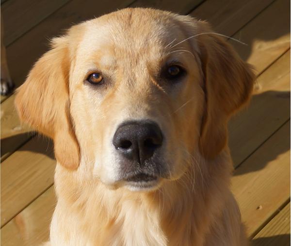 hjælp min hundehvalp er væk!