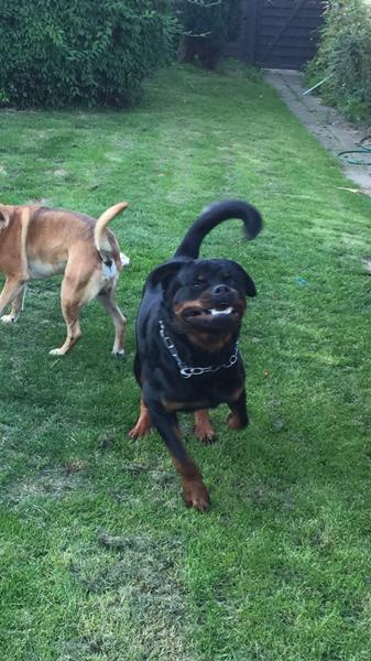 Grim rottweiler