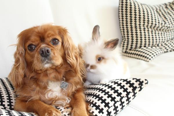 Min hund lægger mælk til...