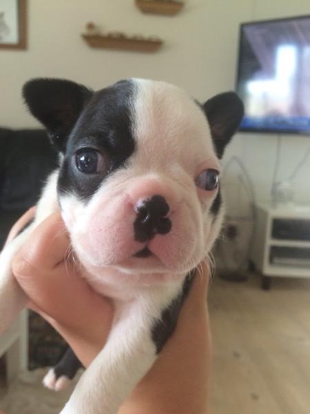 Så kom ørerne op :i