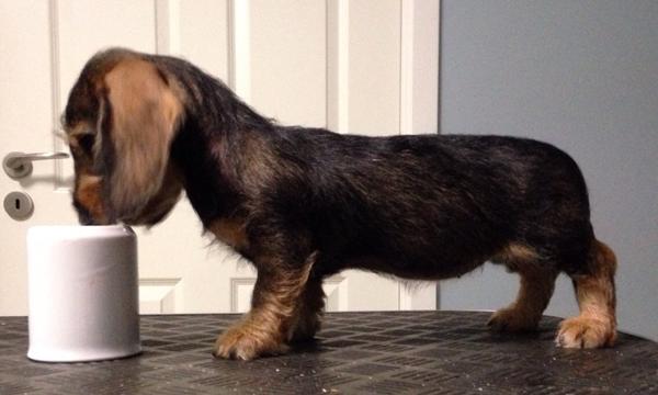 BILLEDE: 10 uger og fed ;-)