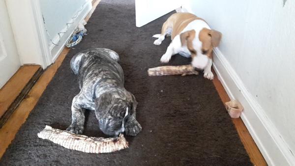 Hvalpeleg København/Roskilde