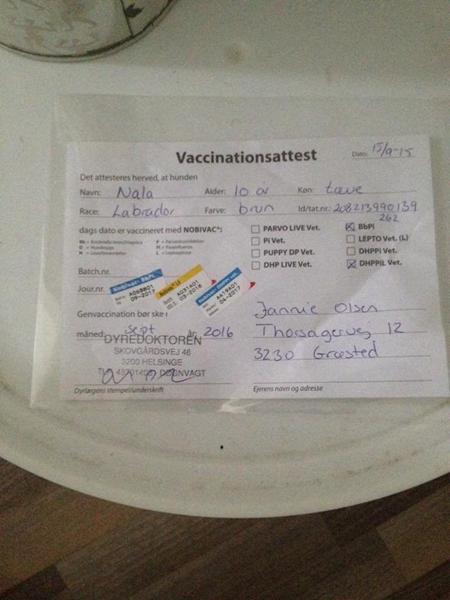 DKK udstilling - gæstehund