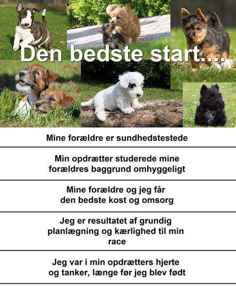 Dansk Terrier Klub 