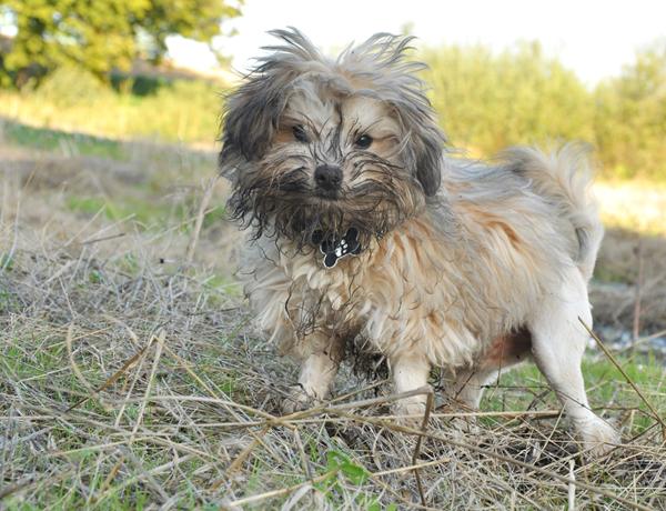 Lille fin hund med tavle og pels