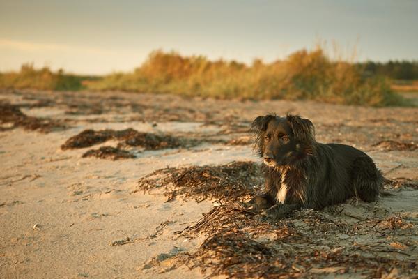 5 gode råd til bedre billeder af din hund