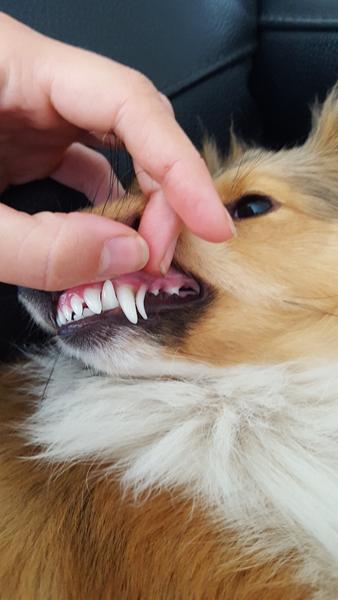 Tand vil ikke falde ud