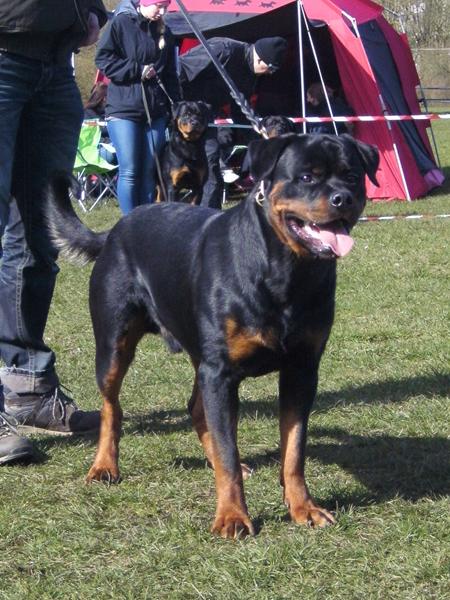 Hvad mener I om at lade en anden træne med hunden?