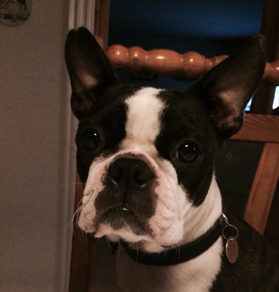 Min helt fantastiske hund <3