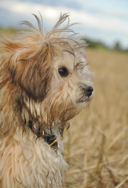 Opdatering af profil.