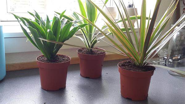 pasning af stueplanter