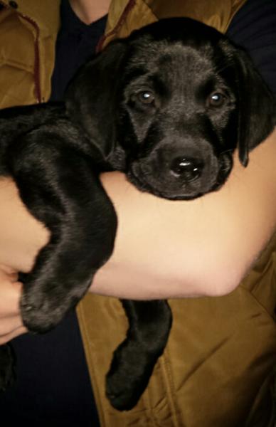 Så kom Hector hjem <3