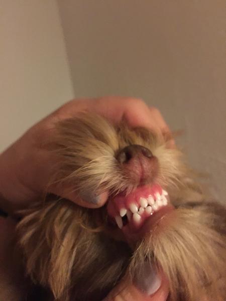 Sterilisering - før eller efter første løbetid?