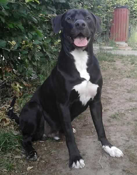 Anbefal adfærdsbehandler i Storkøbenhavn