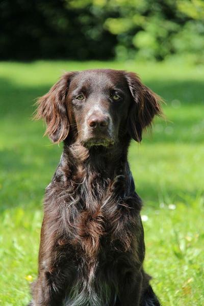 Hundeleg , Esbjerg eller Bramming