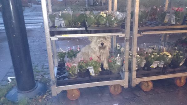 Fordi blomster er bedre en regnvejr