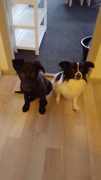 hundehvalp og 4 års ? 