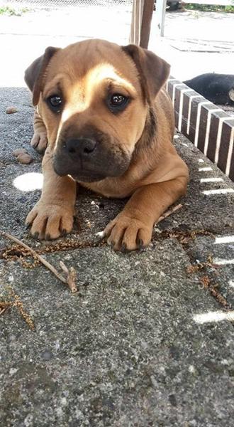 opperation af 8 måneder gammel han hund