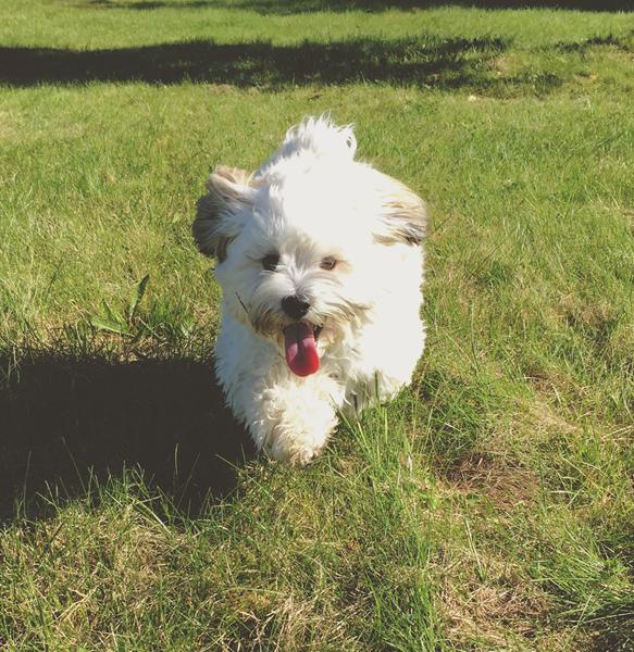 Hvilke godbidder anbefales til træning?