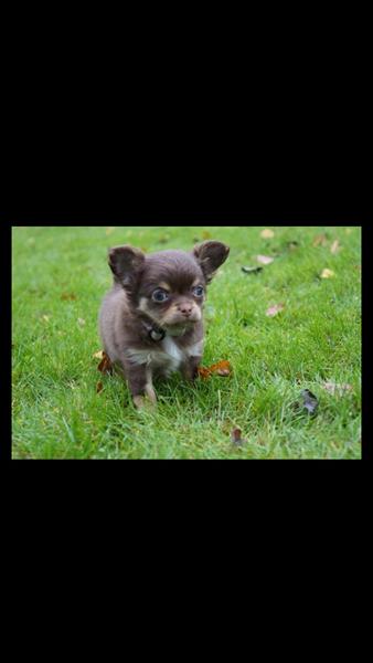 Navn til Chihuahua tæve 