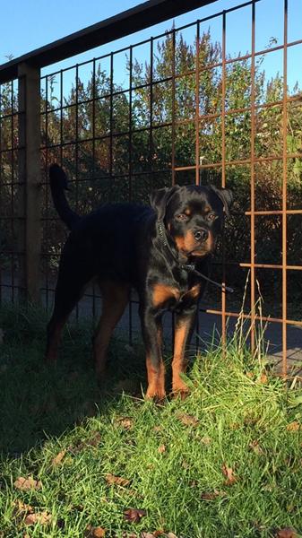 Vom Hause Luna - Rottweiler