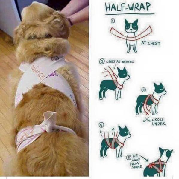 wannabe Thundershirt