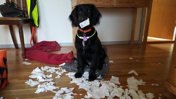 Holde hunden fra kattens madskål 
