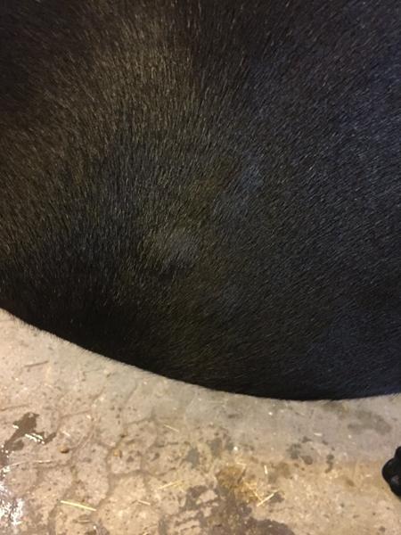 Buler/knopper på min hest??