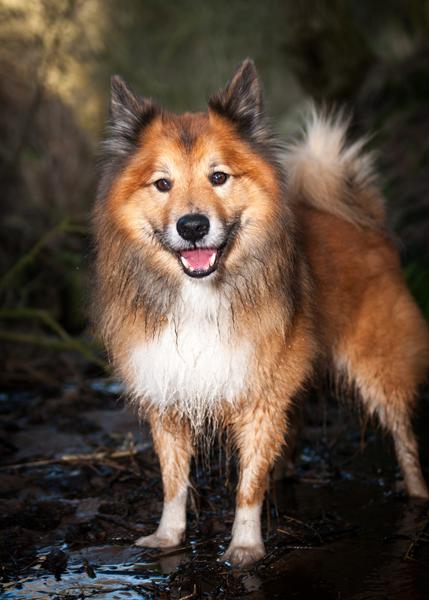 EFTERLYSNING! (Oksbøl)