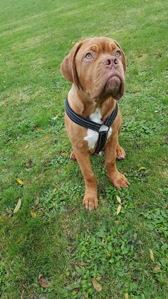 Mastiff og dækken? 