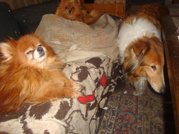 jeres (vores) himmelhunde...dem der forlod os 2015